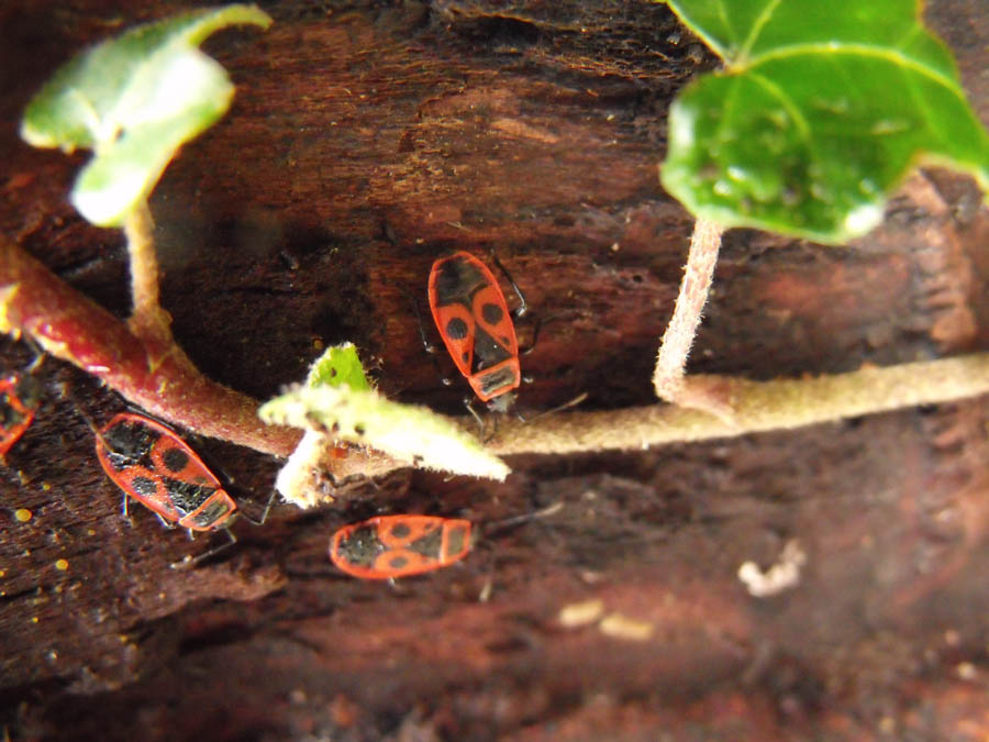 Pyrrhocoris apterus?